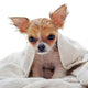 Chihuahua puppy wet Wall Decal