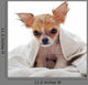 Chihuahua puppy wet Wall Decal