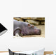 Hippopotame