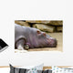 Hippopotame