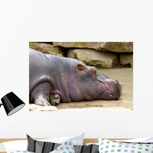 Hippopotame