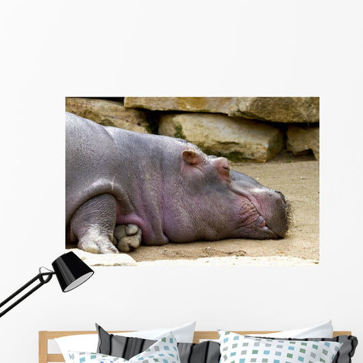 Hippopotame