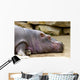 Hippopotame