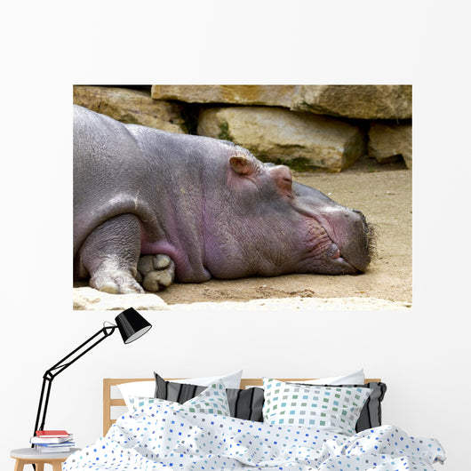 Hippopotame