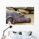 Hippopotame