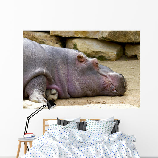Hippopotame
