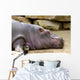 Hippopotame