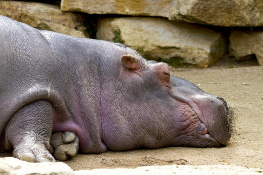 Hippopotame