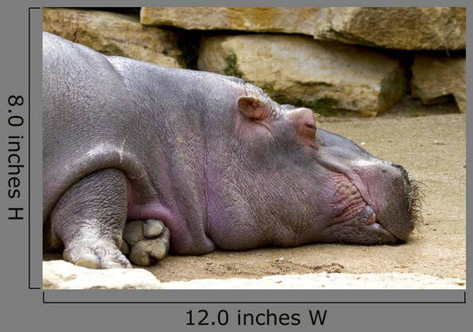 Hippopotame