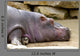 Hippopotame