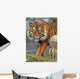 Sumatran Tiger Wall Mural