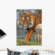 Sumatran Tiger Wall Mural