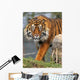 Sumatran Tiger Wall Mural