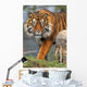 Sumatran Tiger Wall Mural