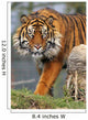 Sumatran Tiger Wall Mural