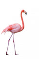 Flamingo Wall Decal