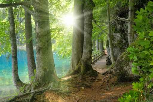 Sunshine Forest Lake Side Wall Decal