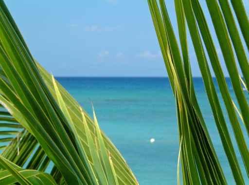 Palm and Sea Wall Decal