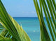 Palm and Sea Wall Decal