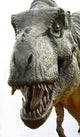Dinosaur Tyrannosaurus Rex White