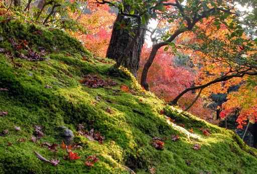 Autumn Garden Wall Decal