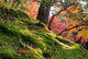 Autumn Garden Wall Decal