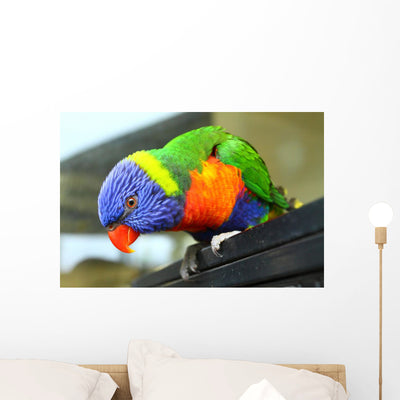 Australian Bird Wall Mural shown on a wall