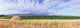 corn field Wall Mural