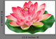 Artificial Water Lily Pink Flower Wall Decal