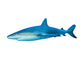 Shark White