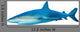 Shark White