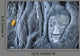 Buddha Head