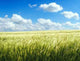 Barley Field over Blue Wall Decal