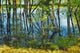 Trees Swamp