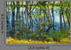 Trees Swamp
