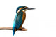 Common Kingfisher Wall Decal