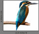 Common Kingfisher Wall Decal