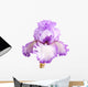 Purple and White Iris