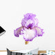 Purple and White Iris