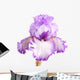 Purple and White Iris