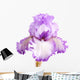 Purple and White Iris
