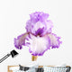 Purple and White Iris