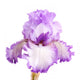 Purple and White Iris