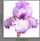 Purple and White Iris
