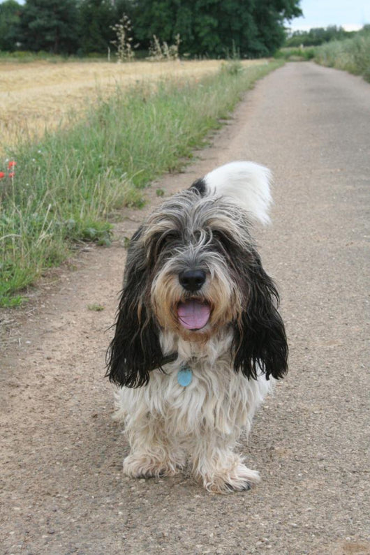 petit basset griffon vendéen Wall Mural