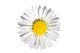 Daisy D e round Wall Decal