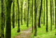 Forest Wall Mural