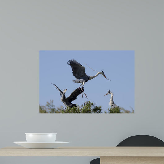 Cocoi Heron Ardea Cocoi Wall Mural