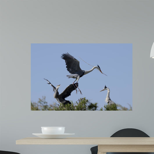 Cocoi Heron Ardea Cocoi Wall Mural
