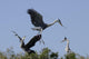 Cocoi Heron Ardea Cocoi Wall Mural